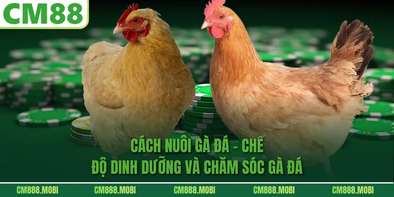 Cách Nuôi Gà Đá - Chế Độ Dinh Dưỡng và Chăm Sóc Gà Đá