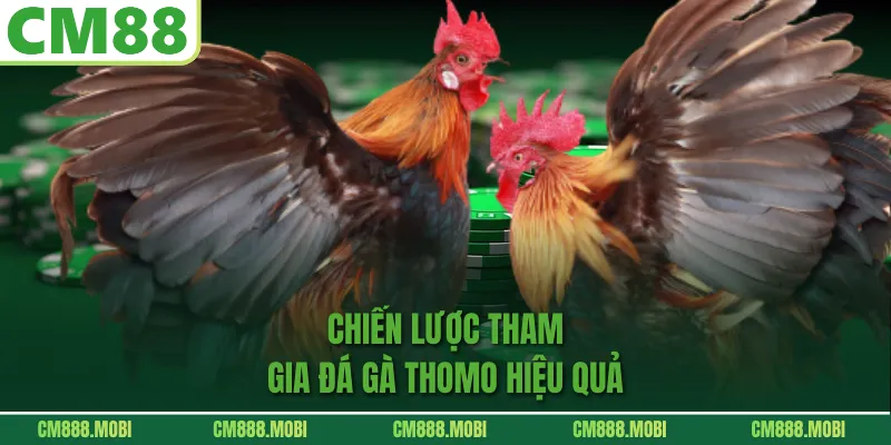 Chiến Lược Tham Gia Đá Gà Thomo Hiệu Quả