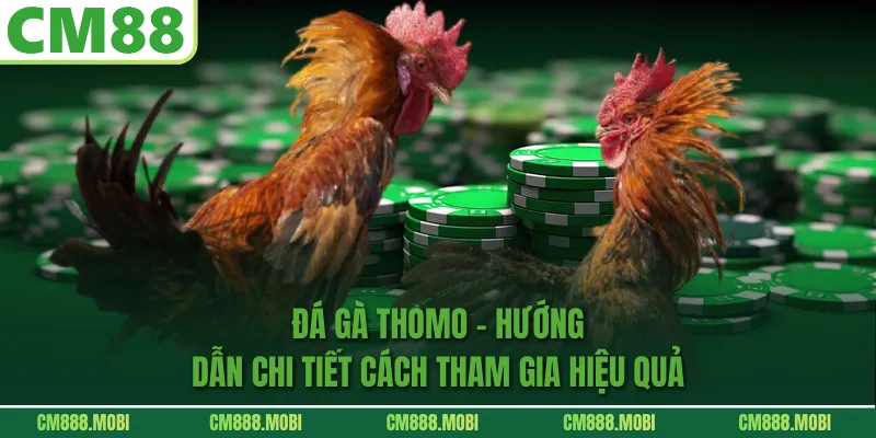 Đá Gà Thomo – Hướng Dẫn Chi Tiết Cách Tham Gia Hiệu Quả